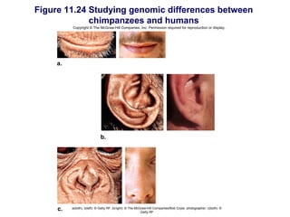 Figure 11.24 Studying genomic differences between
             chimpanzees and humans
          Copyright © The McGraw-Hill Companies, Inc. Permission required for reproduction or display.




     a.




                             b.




     c.   a(both), b(left): © Getty RF; b(right): © The McGraw-Hill Companies/Bob Coyle, photographer; c(both): ©
                                                           Getty RF
 
