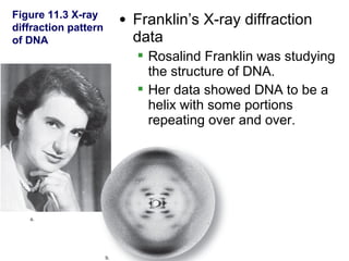 Figure 11.3 X-ray
diffraction pattern
                      • Franklin’s X-ray diffraction
of DNA                  data
                         Rosalind Franklin was studying
                          the structure of DNA.
                         Her data showed DNA to be a
                          helix with some portions
                          repeating over and over.
 