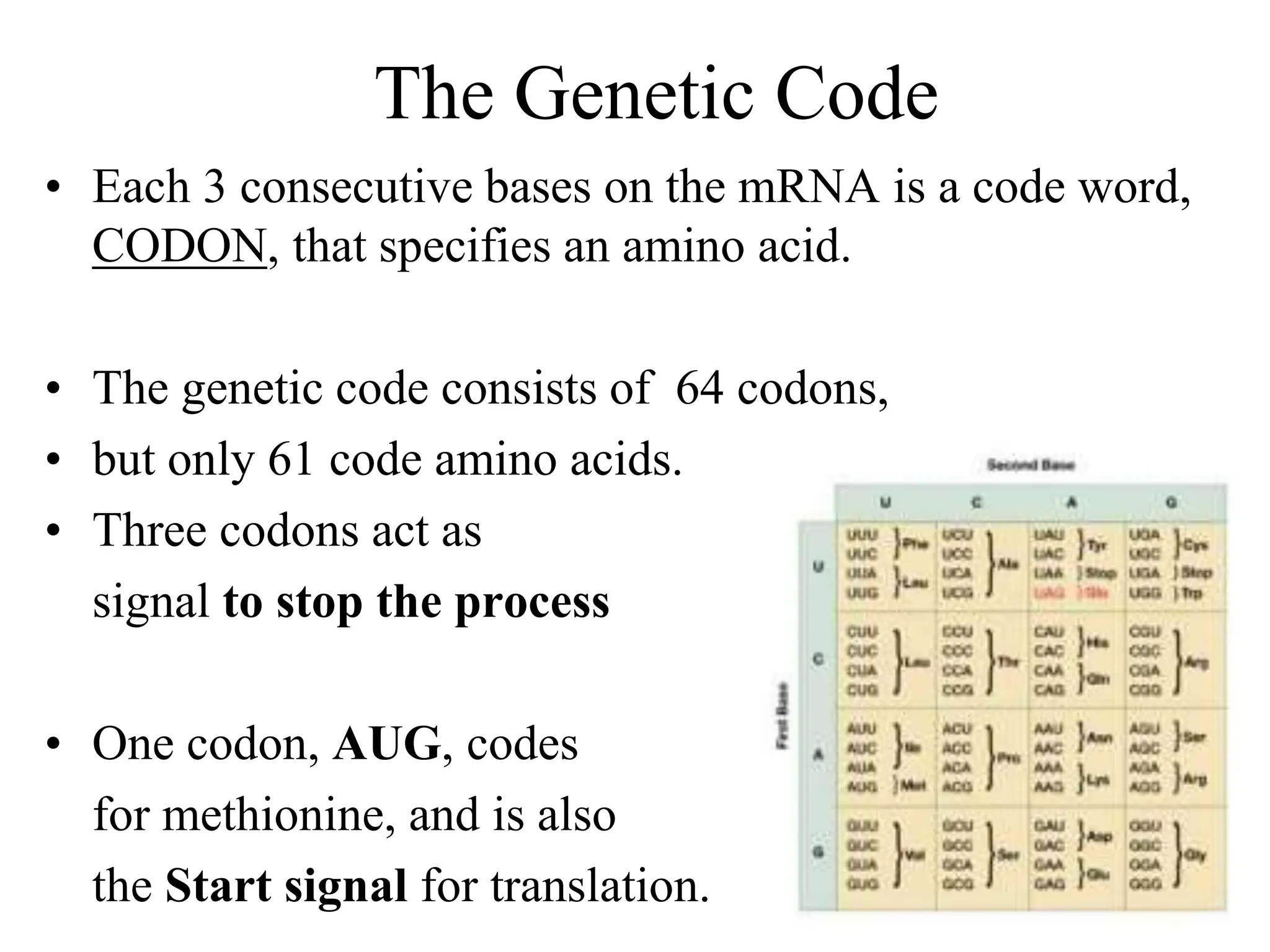 The Genetic Code
• Each 3 consecutive bases on the mRNA is a code word,
CODON, that specifies an amino acid.
• The genetic code consists of 64 codons,
• but only 61 code amino acids.
• Three codons act as
signal to stop the process
• One codon, AUG, codes
for methionine, and is also
the Start signal for translation.
 