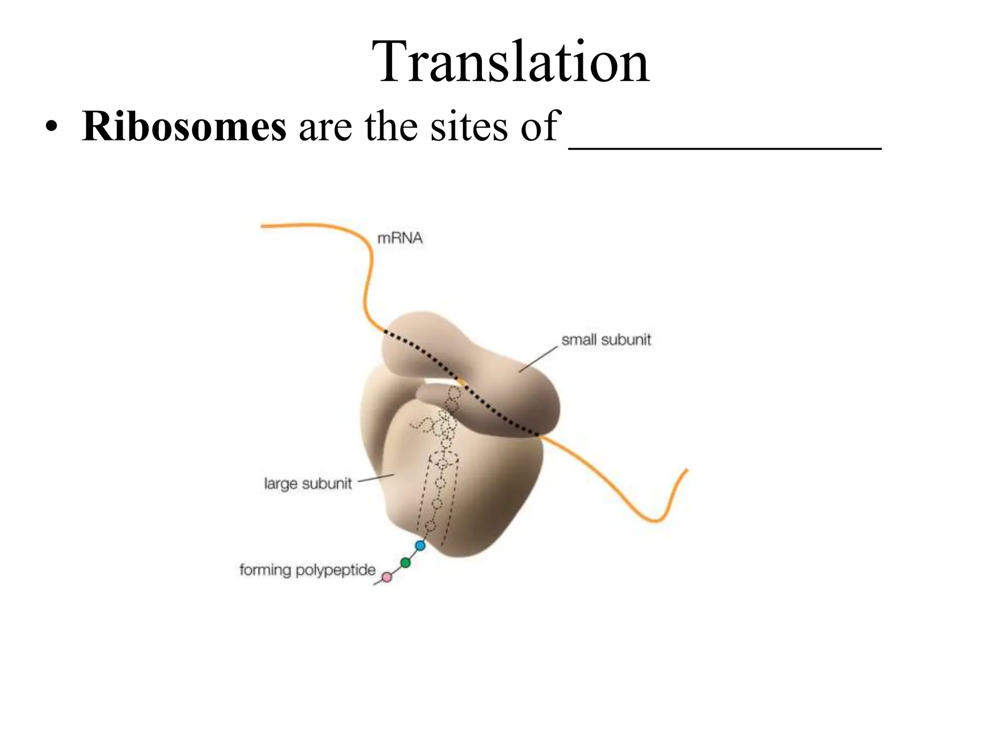 Translation
• Ribosomes are the sites of ______________
 