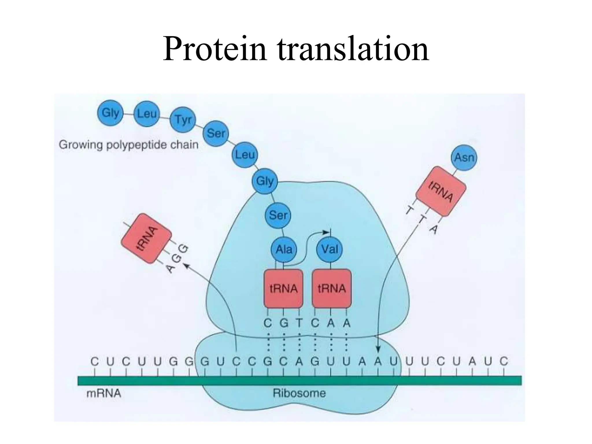Protein translation
 