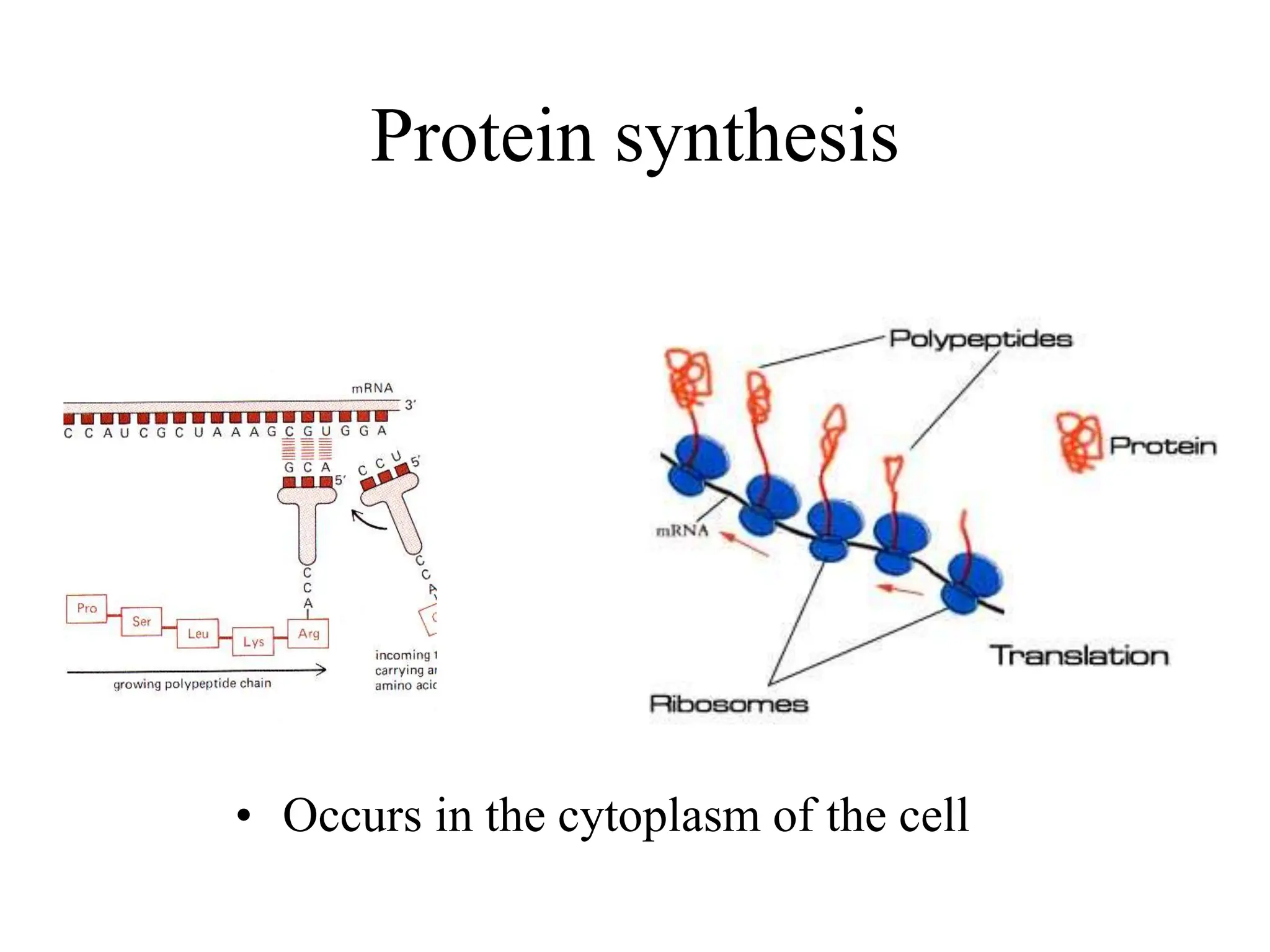 Protein synthesis
• Occurs in the cytoplasm of the cell
 