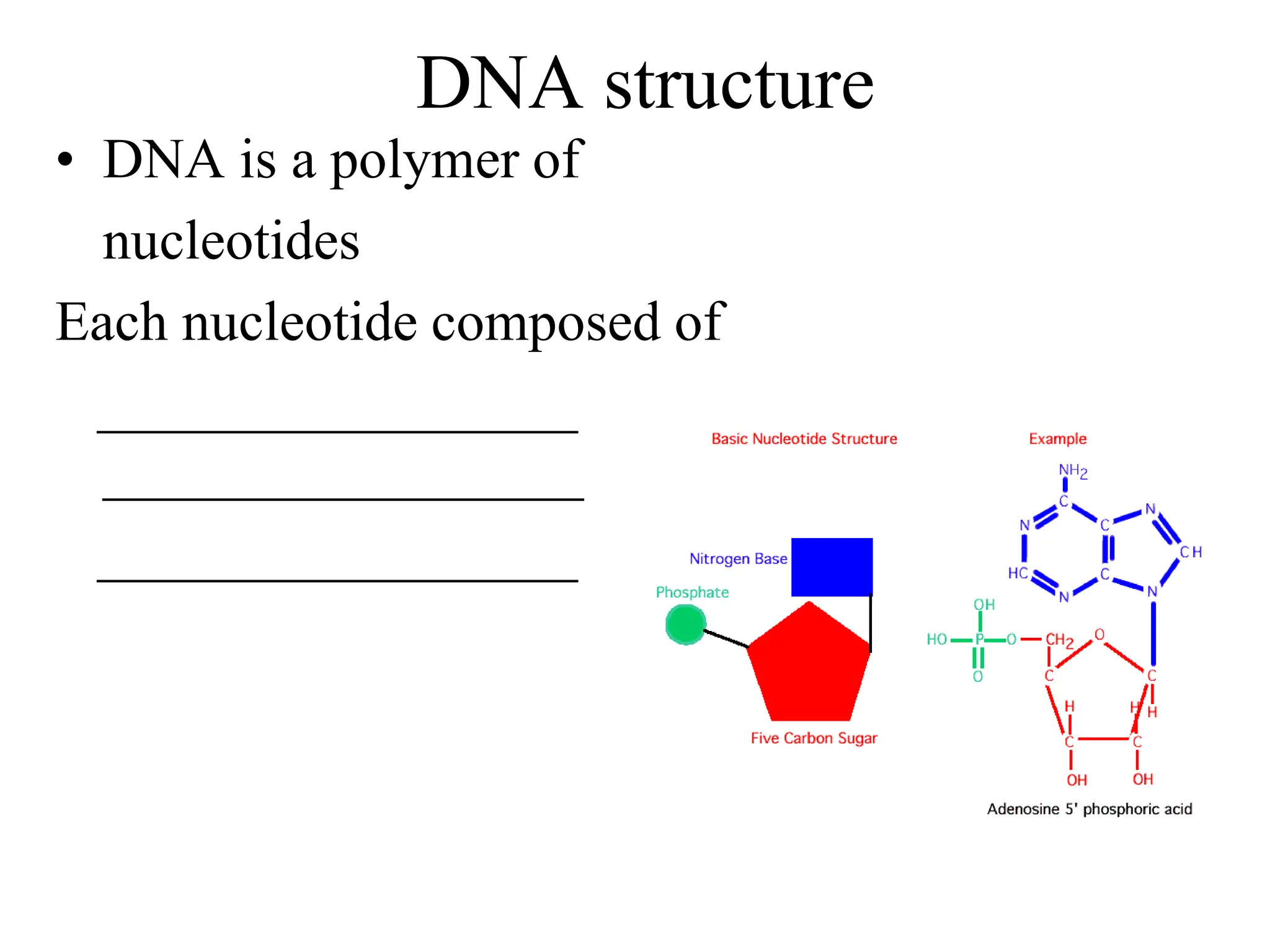 DNA structure
• DNA is a polymer of
nucleotides
Each nucleotide composed of
_________________
_________________
_________________
 