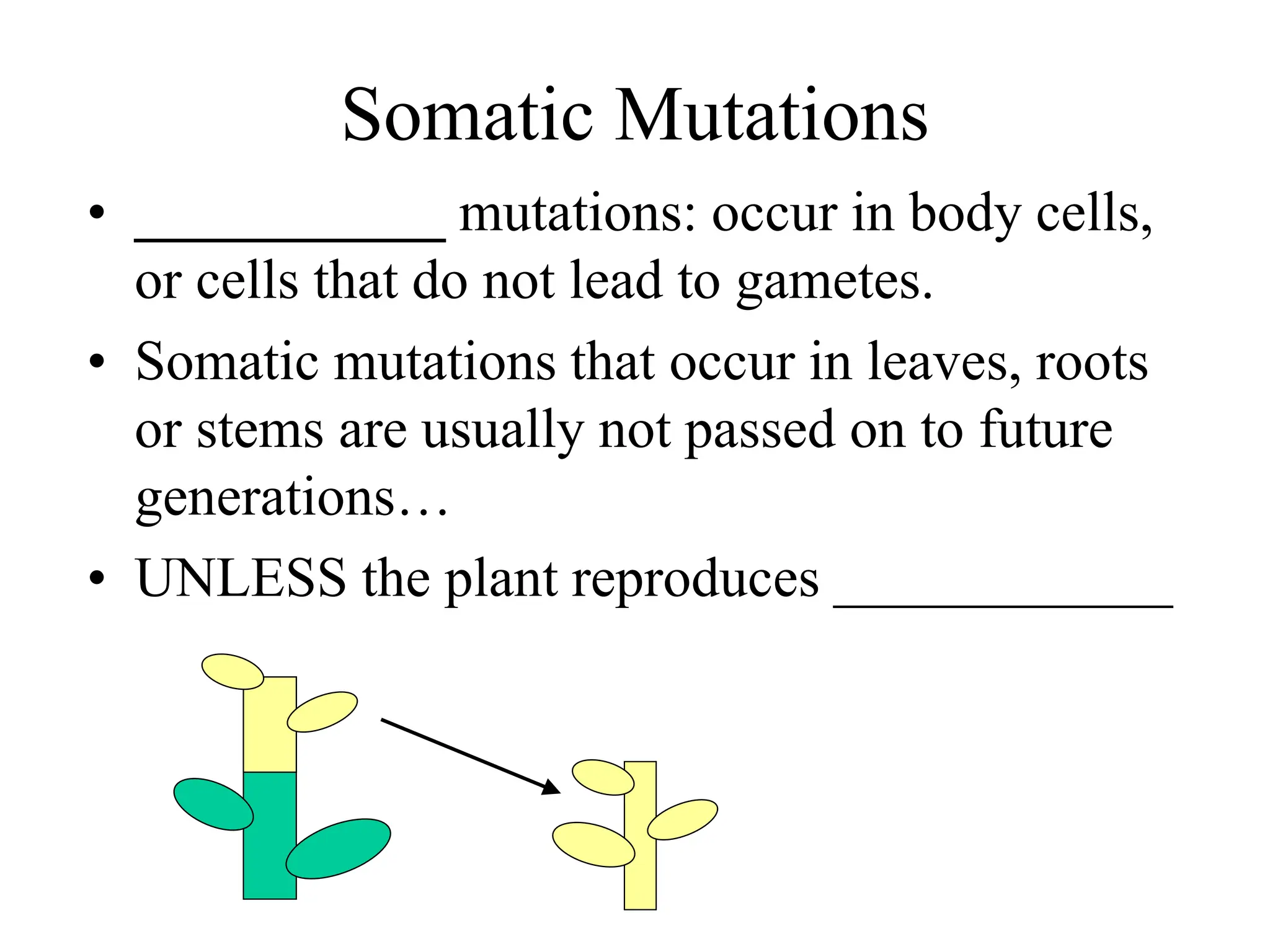 Somatic Mutations
• ___________ mutations: occur in body cells,
or cells that do not lead to gametes.
• Somatic mutations that occur in leaves, roots
or stems are usually not passed on to future
generations…
• UNLESS the plant reproduces ____________
 