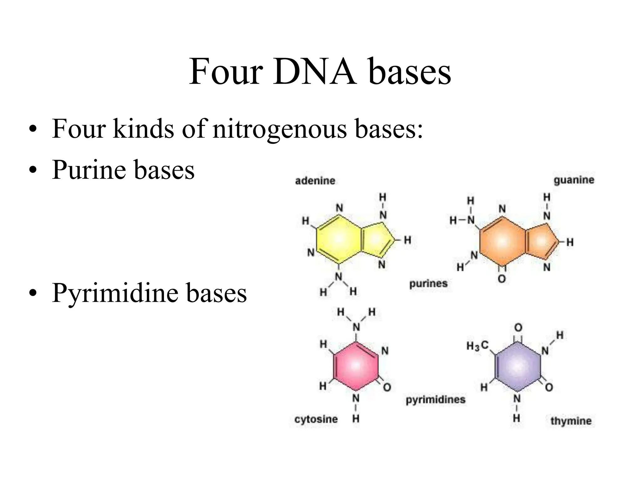 Four DNA bases
• Four kinds of nitrogenous bases:
• Purine bases
• Pyrimidine bases
 