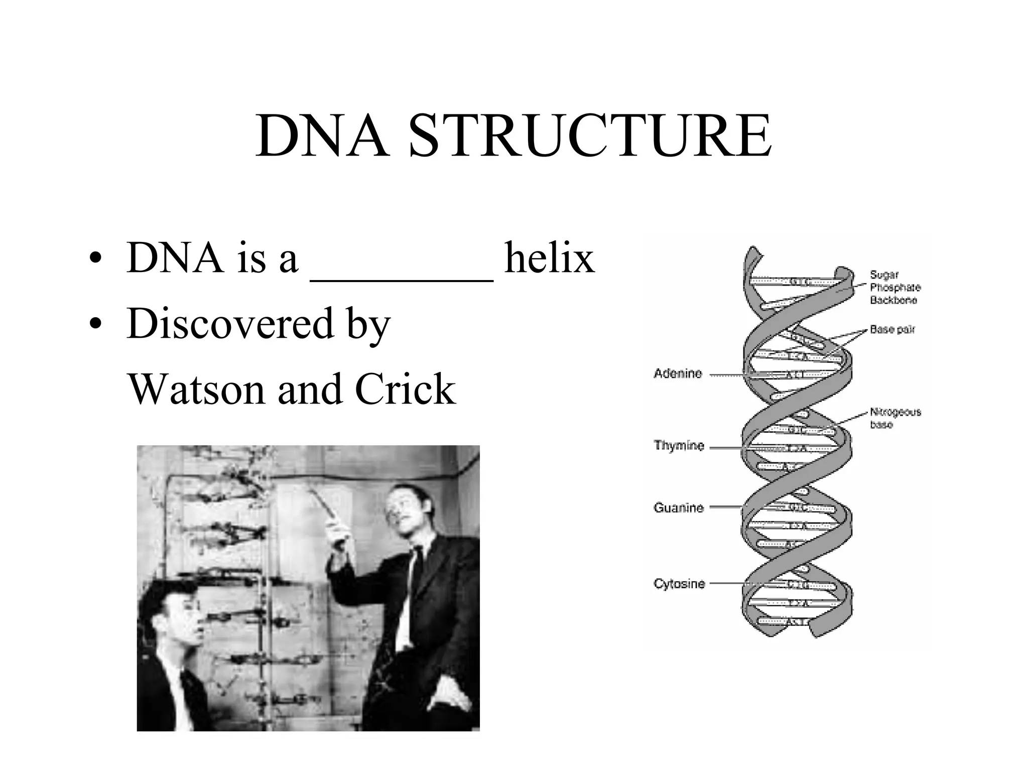 DNA STRUCTURE
• DNA is a ________ helix
• Discovered by
Watson and Crick
 