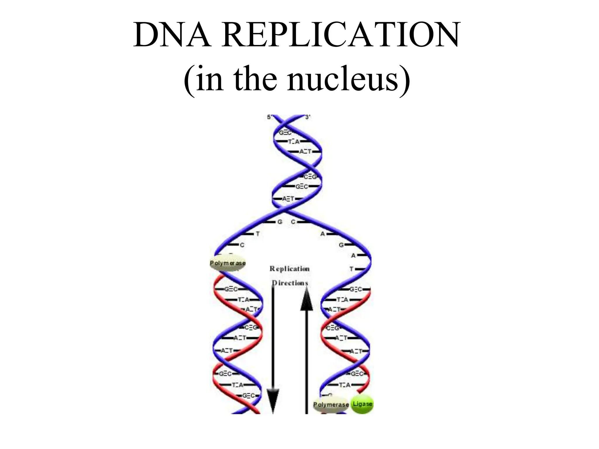 DNA REPLICATION
(in the nucleus)
 