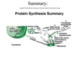 Chapter 11 DNA Structure and Replication RNA and Protien Synthesis 2017.ppt