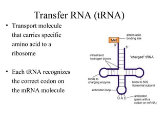 Transfer Rna Codon DNA Strucuture and Replication RNA and Protien Synthesis 2017.ppt