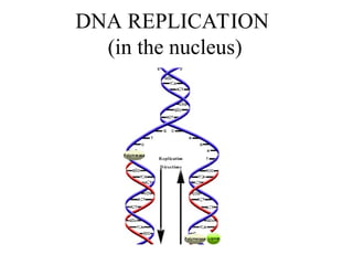 DNA Strucuture and Replication RNA and Protien Synthesis 2017.ppt