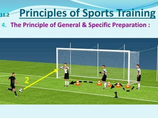11.2 Principles of Sports Training
4. The Principle of General & Specific Preparation :
 