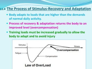 11.4 The Process of Stimulus-Recovery and Adaptation
 Body adapts to loads that are higher than the demands
of normal daily activity.
 Process of recovery & adaptation returns the body to an
improved level (overcompensation)
 Training loads must be increased gradually to allow the
body to adapt and to avoid injury
 