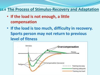 11.4 The Process of Stimulus-Recovery and Adaptation
• If the load is not enough, a little
compensation
• If the load is too much, difficulty in recovery.
Sports person may not return to previous
level of fitness
 