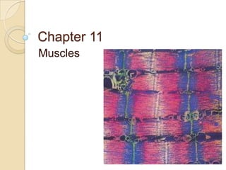 Chapter 11 Muscles 