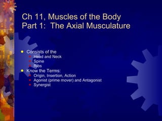 Ch 11, Muscles of the Body Part 1:  The Axial Musculature ,[object Object],[object Object],[object Object],[object Object],[object Object],[object Object],[object Object],[object Object]