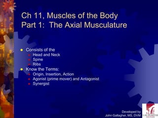 Ch 11, Muscles of the Body
Part 1: The Axial Musculature


   Consists of the
        Head and Neck
        Spine
        Ribs
   Know the Terms:
        Origin, Insertion, Action
        Agonist (prime mover) and Antagonist
        Synergist




                                                           Developed by
                                                John Gallagher, MS, DVM
 