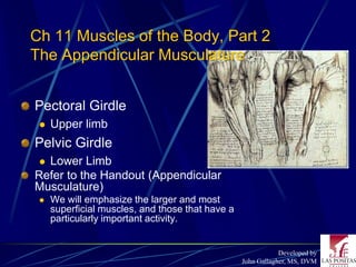 Ch 11 Muscles of the Body, Part 2
The Appendicular Musculature


Pectoral Girdle
    Upper limb
Pelvic Girdle
 Lower Limb
Refer to the Handout (Appendicular
Musculature)
    We will emphasize the larger and most
     superficial muscles, and those that have a
     particularly important activity.


                                                              Developed by
                                                  John Gallagher, MS, DVM
 