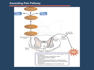 Ascending Pain Pathway
 