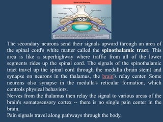 The secondary neurons send their signals upward through an area of
the spinal cord's white matter called the spinothalamic tract. This
area is like a superhighway where traffic from all of the lower
segments rides up the spinal cord. The signals of the spinothalamic
tract travel up the spinal cord through the medulla (brain stem) and
synapse on neurons in the thalamus, the brain's relay center. Some
neurons also synapse in the medulla's reticular formation, which
controls physical behaviors.
Nerves from the thalamus then relay the signal to various areas of the
brain's somatosensory cortex -- there is no single pain center in the
brain.
Pain signals travel along pathways through the body.
Spinal cord Anatomy
 