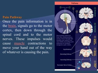 Pain Pathway
Once the pain information is in
the brain, signals go to the motor
cortex, then down through the
spinal cord and to the motor
nerves. These impulses would
cause muscle contractions to
move your hand out of the way
of whatever is causing the pain.
Pathway
 
