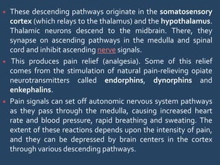  These descending pathways originate in the somatosensory
cortex (which relays to the thalamus) and the hypothalamus.
Thalamic neurons descend to the midbrain. There, they
synapse on ascending pathways in the medulla and spinal
cord and inhibit ascending nerve signals.
 This produces pain relief (analgesia). Some of this relief
comes from the stimulation of natural pain-relieving opiate
neurotransmitters called endorphins, dynorphins and
enkephalins.
 Pain signals can set off autonomic nervous system pathways
as they pass through the medulla, causing increased heart
rate and blood pressure, rapid breathing and sweating. The
extent of these reactions depends upon the intensity of pain,
and they can be depressed by brain centers in the cortex
through various descending pathways.
 