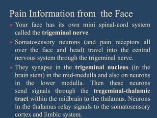 Pain Information from the Face
 Your face has its own mini spinal-cord system
called the trigeminal nerve.
 Somatosensory neurons (and pain receptors all
over the face and head) travel into the central
nervous system through the trigeminal nerve.
 They synapse in the trigeminal nucleus (in the
brain stem) in the mid-medulla and also on neurons
in the lower medulla. Then these neurons
send signals through the tregeminal-thalamic
tract within the midbrain to the thalamus. Neurons
in the thalamus relay signals to the somatosensory
cortex and limbic system.
 