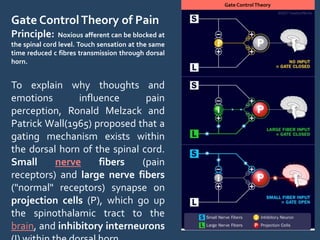 Gate ControlTheory of Pain
Principle: Noxious afferent can be blocked at
the spinal cord level. Touch sensation at the same
time reduced c fibres transmission through dorsal
horn.
To explain why thoughts and
emotions influence pain
perception, Ronald Melzack and
Patrick Wall(1965) proposed that a
gating mechanism exists within
the dorsal horn of the spinal cord.
Small nerve fibers (pain
receptors) and large nerve fibers
("normal" receptors) synapse on
projection cells (P), which go up
the spinothalamic tract to the
brain, and inhibitory interneurons
Gate ControlTheory
 