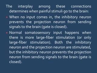 The interplay among these connections
determines when painful stimuli go to the brain:
 When no input comes in, the inhibitory neuron
prevents the projection neuron from sending
signals to the brain (gate is closed).
 Normal somatosensory input happens when
there is more large-fiber stimulation (or only
large-fiber stimulation). Both the inhibitory
neuron and the projection neuron are stimulated,
but the inhibitory neuron prevents the projection
neuron from sending signals to the brain (gate is
closed).
 