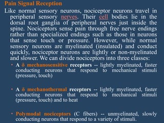 Pain Signal Reception
Like normal sensory neurons, nociceptor neurons travel in
peripheral sensory nerves. Their cell bodies lie in the
dorsal root ganglia of peripheral nerves just inside the
spine. Nociceptors sense pain through free nerve endings
rather than specialized endings such as those in neurons
that sense touch or pressure. However, while normal
sensory neurons are myelinated (insulated) and conduct
quickly, nociceptor neurons are lightly or non-myelinated
and slower. We can divide nociceptors into three classes:
 A δ mechanosensitive receptors -- lightly myelinated, faster
conducting neurons that respond to mechanical stimuli
(pressure, touch)
 A δ mechanothermal receptors -- lightly myelinated, faster
conducting neurons that respond to mechanical stimuli
(pressure, touch) and to heat
 Polymodal nociceptors (C fibers) -- unmyelinated, slowly
conducting neurons that respond to a variety of stimuli.
 