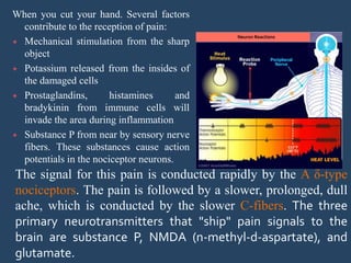 When you cut your hand. Several factors
contribute to the reception of pain:
 Mechanical stimulation from the sharp
object
 Potassium released from the insides of
the damaged cells
 Prostaglandins, histamines and
bradykinin from immune cells will
invade the area during inflammation
 Substance P from near by sensory nerve
fibers. These substances cause action
potentials in the nociceptor neurons.
The signal for this pain is conducted rapidly by the A δ-type
nociceptors. The pain is followed by a slower, prolonged, dull
ache, which is conducted by the slower C-fibers. The three
primary neurotransmitters that "ship" pain signals to the
brain are substance P, NMDA (n-methyl-d-aspartate), and
glutamate.
Neuron Reactions
 