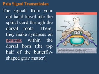 Pain Signal Transmission
The signals from your
cut hand travel into the
spinal cord through the
dorsal roots. There,
they make synapses on
neurons within the
dorsal horn (the top
half of the butterfly-
shaped gray matter).
Pain Signal Transmission
 