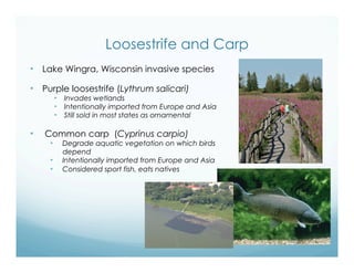 Loosestrife and Carp
•  Lake Wingra, Wisconsin invasive species
•  Purple loosestrife (Lythrum salicari)
•  Invades wetlands
•  Intentionally imported from Europe and Asia
•  Still sold in most states as ornamental
•   Common carp (Cyprinus carpio)
•  Degrade aquatic vegetation on which birds
depend
•  Intentionally imported from Europe and Asia
•  Considered sport fish, eats natives
 