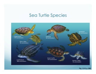 Sea Turtle Species
Fig. 11-9, p. 262
 