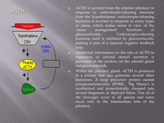 ACTHACTH is secreted from the anterior pituitary in response to corticotropin-releasing hormone from the hypothalamus. corticotropin-releasing hormone is secreted in response to many types of stress, which makes sense in view of the "stress management" functions of glucocorticoids. Corticotropin-releasing hormone itself is inhibited by glucocorticoids, making it part of a classical negative feedback loop. Additional information on the role of ACTH in regulation of adrenal steroid secretion is presented in the sections on the adrenal gland andglucocorticoids. Within the pituitary gland, ACTH is produced in a process that also generates several other hormones. A large precursor protein named proopiomelanocortin (POMC, "Big Mama") is synthesized and proteolytically chopped into several fragments as depicted below. Not all of the cleavages occur in all species and some occur only in the intermediate lobe of the pituitary. 