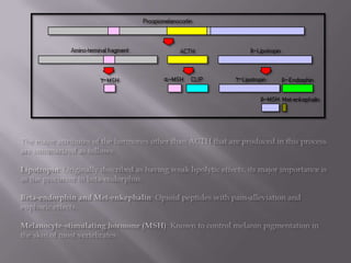 The major attributes of the hormones other than ACTH that are produced in this process are summarized as follows: Lipotropin: Originally described as having weak lipolytic effects, its major importance is as the precursor to beta-endorphin. Beta-endorphin and Met-enkephalin: Opioid peptides with pain-alleviation and euphoric effects. Melanocyte-stimulating hormone (MSH): Known to control melanin pigmentation in the skin of most vertebrates. 
