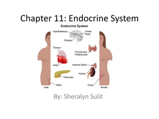 Chapter 11: Endocrine System By: Sheralyn Sulit 