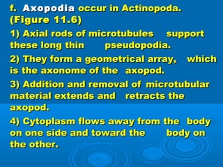 Chapter 11 protozoa | PPT