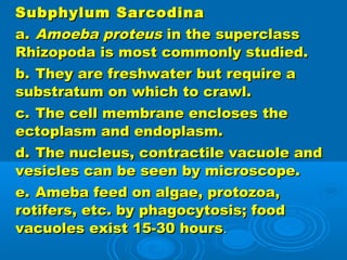 subphylum of protozoa
