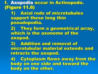 Protozoa1.ppt