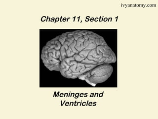 ivyanatomy.com

Chapter 11, Section 1

Meninges and
Ventricles

 