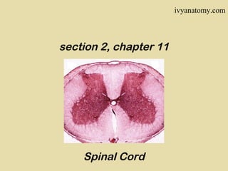 ivyanatomy.com

section 2, chapter 11

Spinal Cord

 