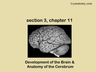 ivyanatomy.com

section 3, chapter 11

Development of the Brain &
Anatomy of the Cerebrum

 