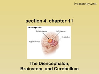 ivyanatomy.com

section 4, chapter 11

The Diencephalon,
Brainstem, and Cerebellum

 