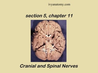 ivyanatomy.com

section 5, chapter 11

Cranial and Spinal Nerves

 