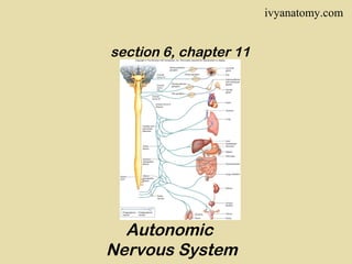 ivyanatomy.com

section 6, chapter 11

Autonomic
Nervous System

 