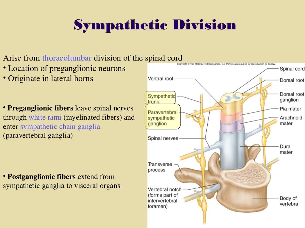 section 6, chapter 11 autonomic nervous system