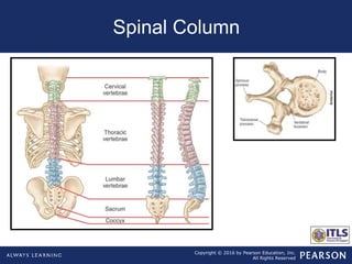 Copyright © 2016 by Pearson Education, Inc.
All Rights Reserved
Spinal Column
 