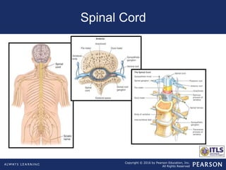 Copyright © 2016 by Pearson Education, Inc.
All Rights Reserved
Spinal Cord
 