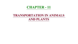 Chapter 11 Transportation in Animals and Plants