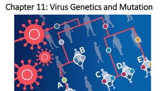 Chapter 11: Virus Genetics and Mutation
1
 